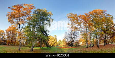 Alberi in autunno park. Foto Stock