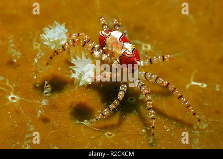 Il granchio Boxer o pom pom granchio (Libia tessellata) con uova, è associato con le anemoni (Triactis sp.), Walindi, Papua Neu Guinea Foto Stock