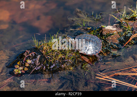 Baby tartaruga dipinta su una roccia Foto Stock