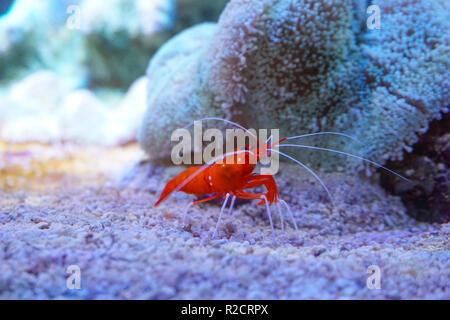 Rosso di gamberi marino Lysmata debelius Foto Stock