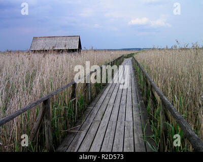 In web federsee Foto Stock