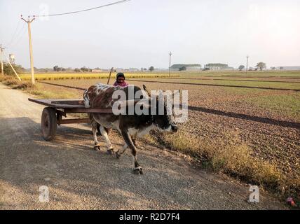 Un uomo visto a cavallo di un tradizionale carrello di giovenco in Chandigarh. Chandigarh è una città e di un territorio dell'Unione in India che serve come la capitale dei due stati confinanti di Haryana e Punjab. Chandigarh è delimitata da parte dello stato del Punjab a nord, a ovest e a sud e per lo Stato di Haryana ad est. Foto Stock