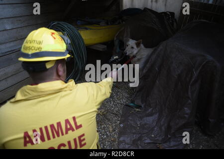 Magalia, California, Stati Uniti d'America. Xviii Nov, 2018. Magalia, California, Stati Uniti - Archer lancia il cane un biscotto a ottenere il suo alla calma dopo aver messo la sua su un guinzaglio. Credito: Neal acque/ZUMA filo/Alamy Live News Foto Stock