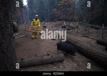 Magalia, California, Stati Uniti d'America. Xviii Nov, 2018. Magalia, California, Stati Uniti - Prese tutti e quattro i volontari per ottenere il maiale monopolizzati e nel carrello. Credito: Neal acque/ZUMA filo/Alamy Live News Foto Stock