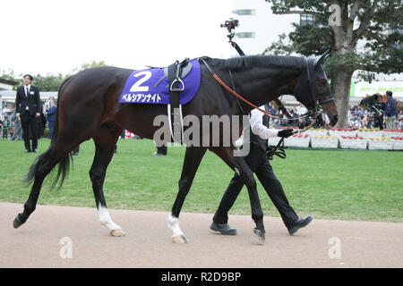 Kyoto, Giappone. Xviii Nov, 2018. Il Cavaliere persiano Horse Racing : Cavaliere persiano è guidato attraverso il paddock prima il miglio campionato a Kyoto Racecourse a Kyoto, in Giappone . Credito: Eiichi Yamane/AFLO/Alamy Live News Foto Stock