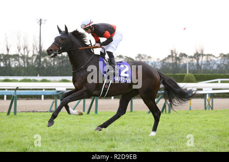 Kyoto, Giappone. Xviii Nov, 2018. Il Cavaliere persiano ( Mirco Demuro) Horse Racing : Cavaliere persiano cavalcato da Mirco Demuro prima il miglio campionato a Kyoto Racecourse a Kyoto, in Giappone . Credito: Eiichi Yamane/AFLO/Alamy Live News Foto Stock