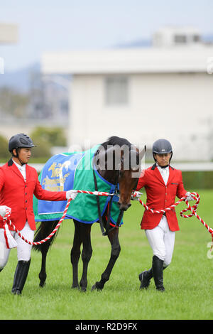 Kyoto, Giappone. Xviii Nov, 2018. Stelvio Horse Racing : Stelvio dopo aver vinto il campionato di miglio a Kyoto Racecourse a Kyoto, in Giappone . Credito: Eiichi Yamane/AFLO/Alamy Live News Foto Stock