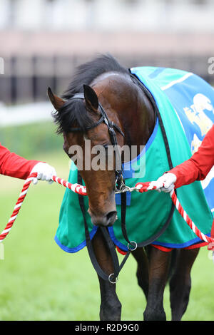 Kyoto, Giappone. Xviii Nov, 2018. Stelvio Horse Racing : Stelvio dopo aver vinto il campionato di miglio a Kyoto Racecourse a Kyoto, in Giappone . Credito: Eiichi Yamane/AFLO/Alamy Live News Foto Stock