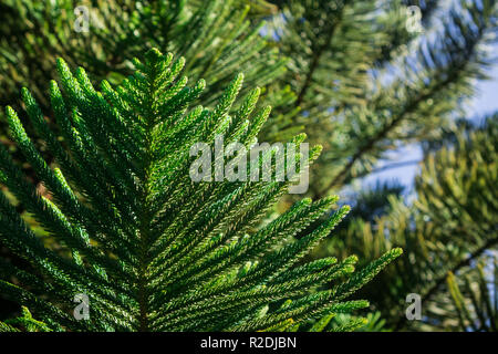 Close up di Araucaria heterophylla (Isola Norfolk pino) rami, California Foto Stock