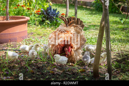 Frizzle gallina e pulcini (Gallus gallus domesticus) esplorare il giardino organico questa razza ha caratteristiche piume arricciate e fare buone madri Foto Stock