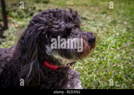 Chiusura del cane che indossa il cane rosso tracker fitness (Fitbark) sul suo collare, un pet lifestyle gadget che monitora i cani i livelli di attività, dormire, salute Foto Stock