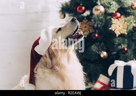 Carino il golden retriever in santa hat seduta vicino ad albero di Natale a casa Foto Stock