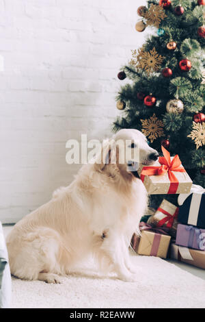 Adorabili golden retriever seduta con confezione regalo in bocca vicino albero di Natale a casa Foto Stock