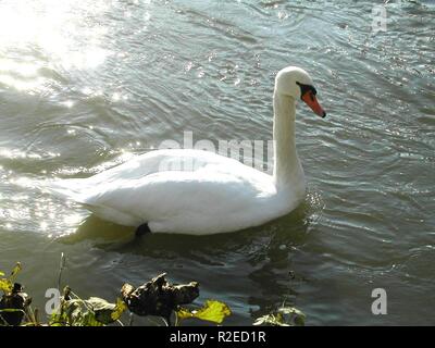 Mein lieber schwan Foto Stock