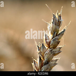 grano Foto Stock