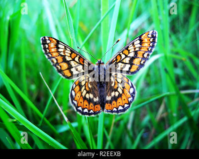 Marsh fritillary butterfly a riposo con alette aperte, Brebey comune, Cornwall, Regno Unito Foto Stock