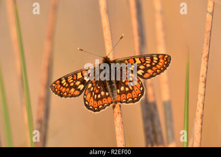 Marsh fritillary butterfly a riposo con alette aperte, Brebey comune, Cornwall, Regno Unito Foto Stock