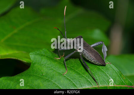 Foglia-footed Bug, Acanthocephala terminalis Foto Stock