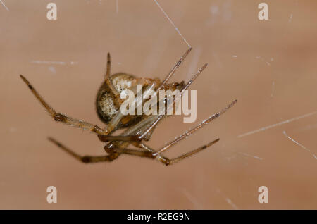 Casa comune ragno, Parasteatoda tepidariorum, femmina Foto Stock