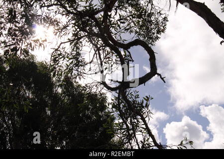 Appendere il ramo dei boschi di latifoglie Paperbark (Melaleuca Quinquenervia) Foto Stock