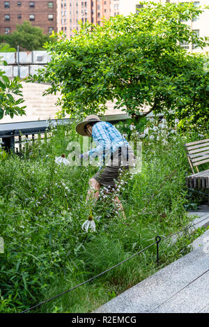 La città di New York, Stati Uniti d'America - 22 Giugno 2018: volontario avendo cura di giardino in linea alta. La linea alta è un elevata parco lineare, greenway e rail trail.