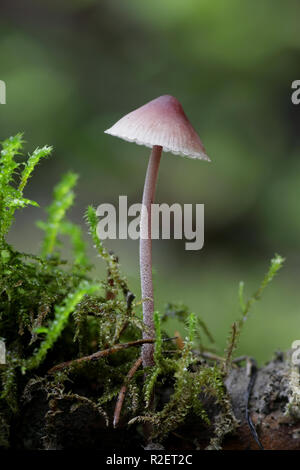 Mycena haematopus, comunemente noto come il sanguinamento fata casco il cofano burgundydrop, o lo spurgo Mycena Foto Stock