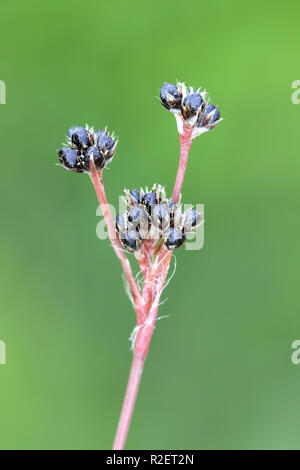 Luzula campestris, comunemente noto come settore legno-rush, Buon Venerdì erba o spazzare un pennello Foto Stock