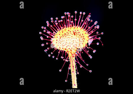 Sundew, Drosera rotundifolia, una pianta carnivora Foto Stock