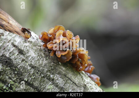 Cervello frondoso, chiamato anche jelly foglia marrone e della strega, burro Tremella foliacea Foto Stock