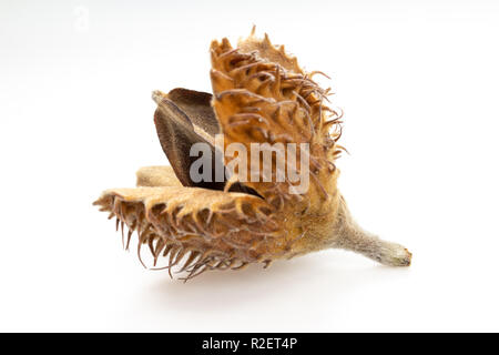 Europea di faggio (Fagus sylvatica) montante e il dado macro Foto Stock