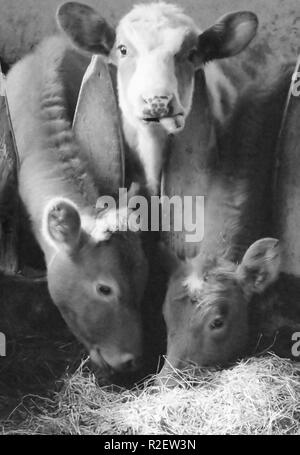 Bastoncini di vacca la lingua di fuori Foto Stock