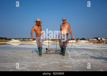 La raccolta del sale nelle saline di Nin, Croazia Foto Stock