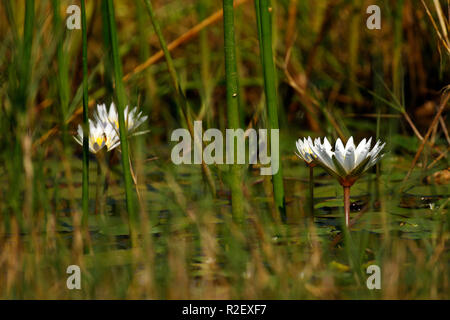 Water Lilies on l'acqua tra le canne Foto Stock