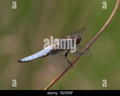 Libellula depressa Foto Stock