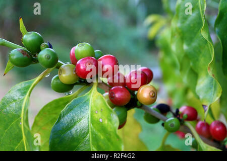 Grappolo di colore rosso e verde di maturazione delle ciliegie di caffè sul suo ramo con le goccioline di acqua dopo la pioggia Foto Stock