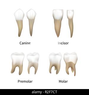 Set di realistici denti umani tipologie isolate su bianco Illustrazione Vettoriale