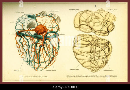 Vintage tabella colori di anatomia, il cuore umano fibre muscolari e la circolazione del sangue con descrizioni anatomiche in italiano Foto Stock