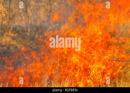 Conceptual il cambiamento climatico. Fire sfondo. Close-up di bush in fiamme. Pericolosi incendi nella stagione secca. Forza di fiery elemento concettuale. Foto Stock