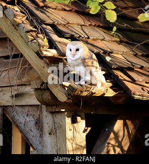 Il barbagianni (Tyto alba) è il più diffuso specie di gufo e uno dei più diffusi di tutti i volatili. Foto Stock