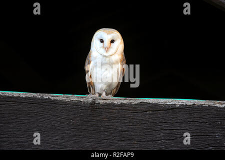 Il barbagianni (Tyto alba) è il più diffuso specie di gufo e uno dei più diffusi di tutti i volatili. Foto Stock