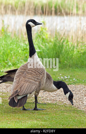 Oche del Canada (Branta canadensis). Coppia effettiva. Sessualmente monomorfo. Primo piano Gander, oca dietro. Naturalizzato in Inghilterra. Norfolk Broads. Oriente Angl Foto Stock