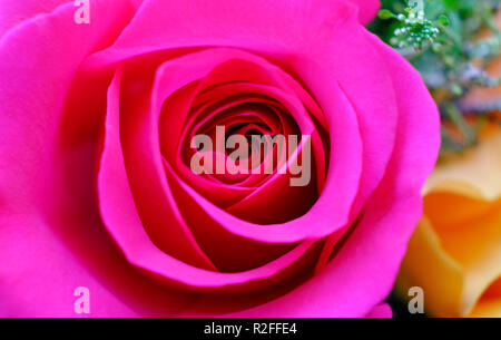 Close up di rosso petali di rosa Foto Stock