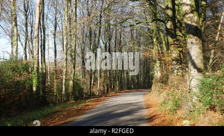 Strada di campagna attraverso i boschi, il West Dorset Foto Stock