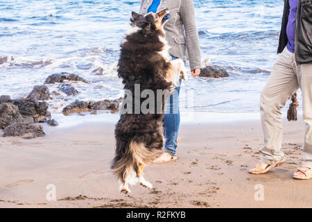 Coppia sulla spiaggia a piedi e Cane Border Collie jumping giocando con loro per la felicità di attività di svago all'aperto Foto Stock