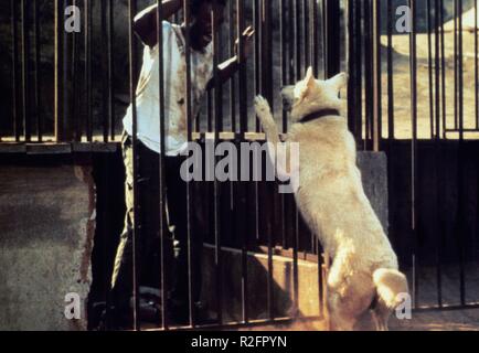 Cane bianco Anno : 1982 USA Direttore : Samuel Fuller Paul Winfield Foto Stock