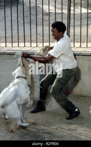 Cane bianco Anno : 1982 USA Direttore : Samuel Fuller Paul Winfield Foto Stock