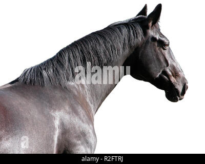 Cavallo nero - opzionale Foto Stock