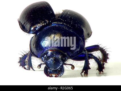 Dung beetle è attaccare Foto Stock