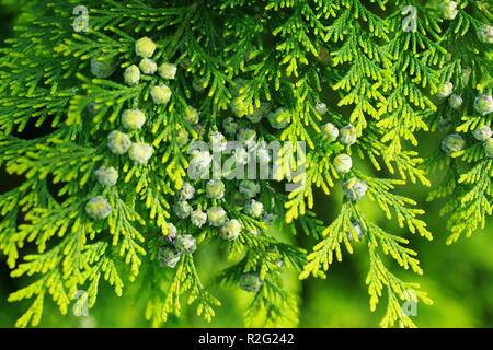 Thuja succursale con piccoli coni su sfondo bianco Foto Stock