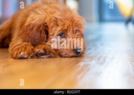 Labradoodle grazioso cucciolo di cane che stabilisce guardando triste o pensieroso Foto Stock